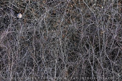 Black Redstart (Phoenicurus ochruros gibraltariensis)