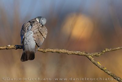 Common Woodpigeon (Columba palumbus)