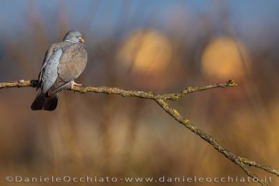 Common Woodpigeon (Columba palumbus)