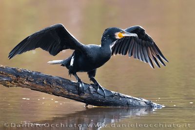 Great Cormorant (Phalacrocorax carbo sinensis)