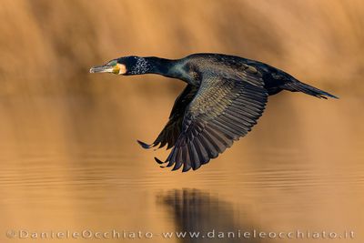 Great Cormorant (Phalacrocorax carbo sinensis)