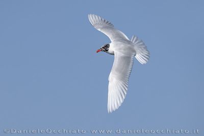 Mediterranean Gull (Ichthyaetus melanocephalus)