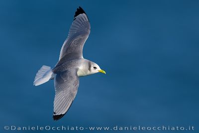 Black-legged Kittiwake (Rissa tridactyla)