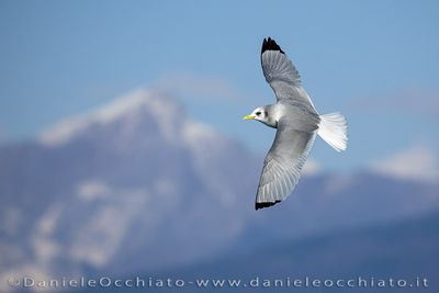 Black-legged Kittiwake (Rissa tridactyla)