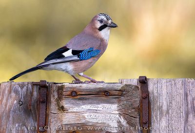 Eurasian Jay (Garrulus glandarius)