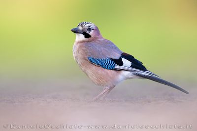 Eurasian Jay (Garrulus glandarius)