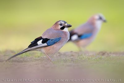 Eurasian Jay (Garrulus glandarius)