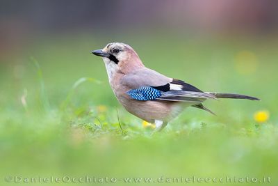 Eurasian Jay (Garrulus glandarius)