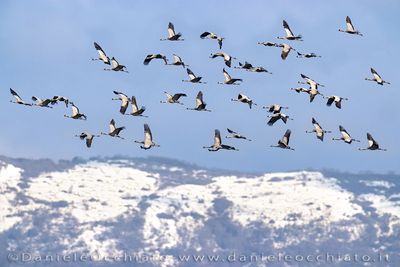 Common Crane (Grus grus)