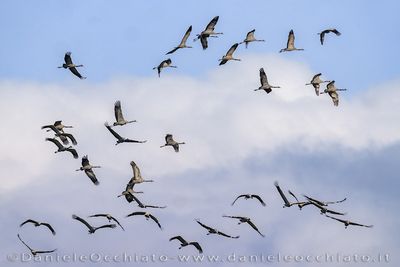 Common Crane (Grus grus)