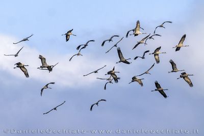 Common Crane (Grus grus)