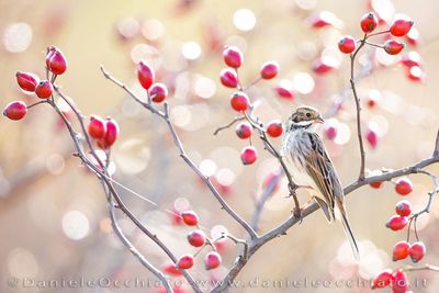 Reed Bunting (Emberiza schoeniclus)