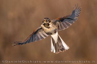 Reed Bunting (Emberiza schoeniclus)