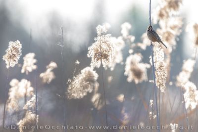 Reed Bunting (Emberiza schoeniclus)