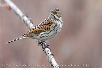 Reed Bunting (Emberiza schoeniclus)