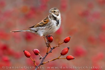 Reed Bunting (Emberiza schoeniclus)