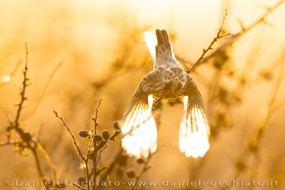 Reed Bunting (Emberiza schoeniclus)