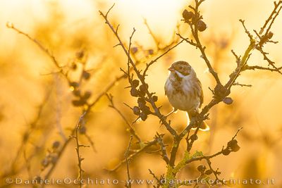 Reed Bunting (Emberiza schoeniclus)