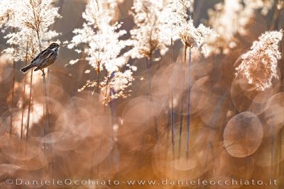 Reed Bunting (Emberiza schoeniclus)