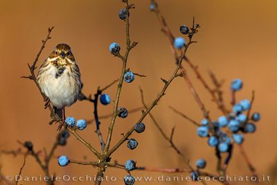 Reed Bunting (Emberiza schoeniclus)