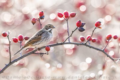 Reed Bunting (Emberiza schoeniclus)