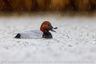 Common Pochard (Aythya ferina)