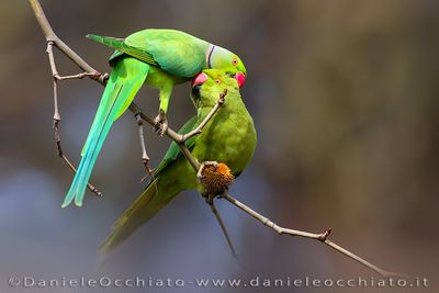 Ring-necked Parakeet (Psittacula krameri)