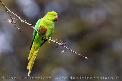 Ring-necked Parakeet (Psittacula krameri)