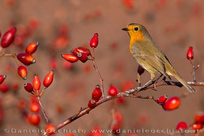 European Robin (Erithacus rubecula)