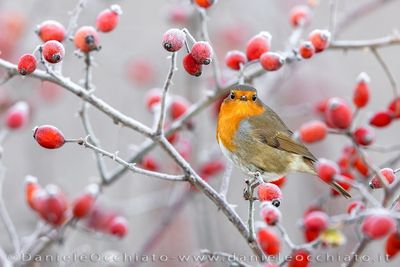 European Robin (Erithacus rubecula)