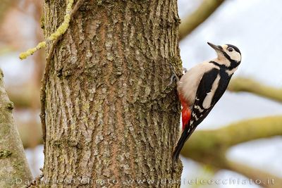 Great Spotted Woodpecker (Dendrocopos major)