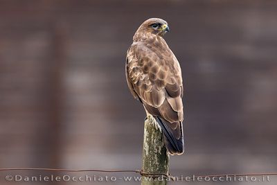 Common Buzzard (Buteo buteo)