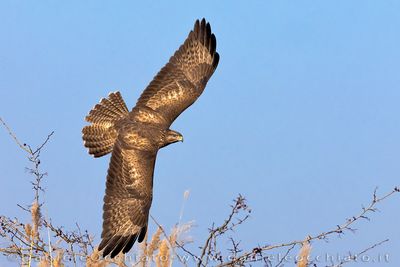 Common Buzzard (Buteo buteo)