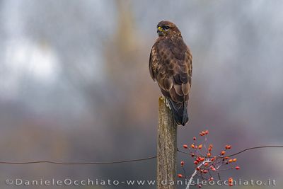 Common Buzzard (Buteo buteo)