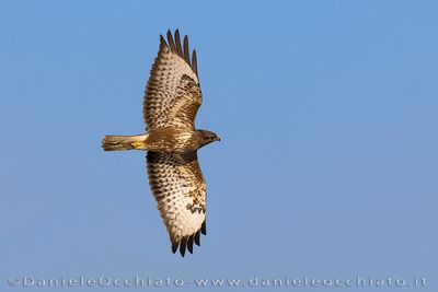 Common Buzzard (Buteo buteo)
