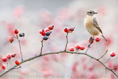 European Stonechat (Saxicola rubicola)