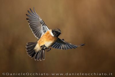 European Stonechat (Saxicola rubicola)