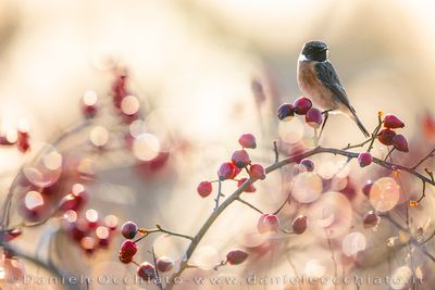 European Stonechat (Saxicola rubicola)