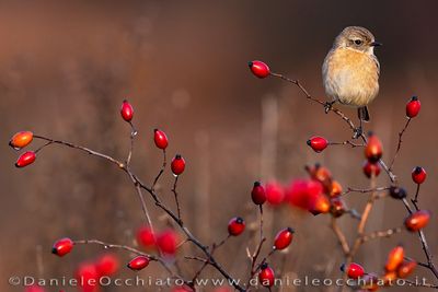 European Stonechat (Saxicola rubicola)