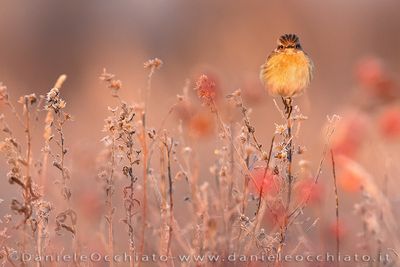 European Stonechat (Saxicola rubicola)