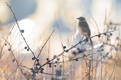 European Stonechat (Saxicola rubicola)