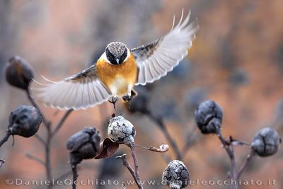 European Stonechat (Saxicola rubicola)