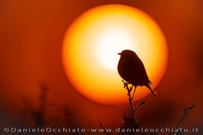 European Stonechat (Saxicola rubicola)