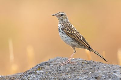 Berthelot's Pipit (Calandro di Berthelot)