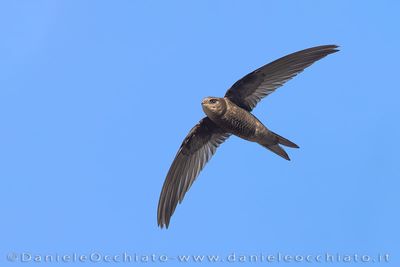 Plain Swift (Rondone unicolore)