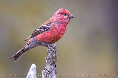 Pine Grosbeak (Ciuffolotto delle pinete)