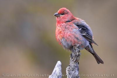 Pine Grosbeak (Ciuffolotto delle pinete)