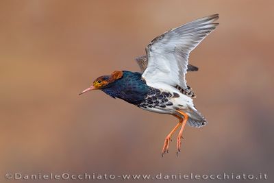 Ruff (Calidris puganx)