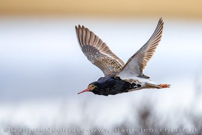 Ruff (Calidris puganx)