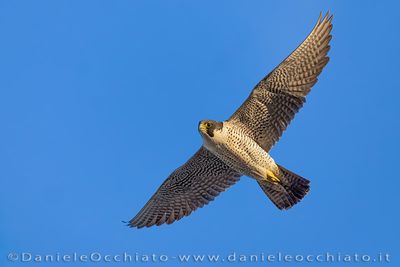 Peregrine (Falco peregrinus)